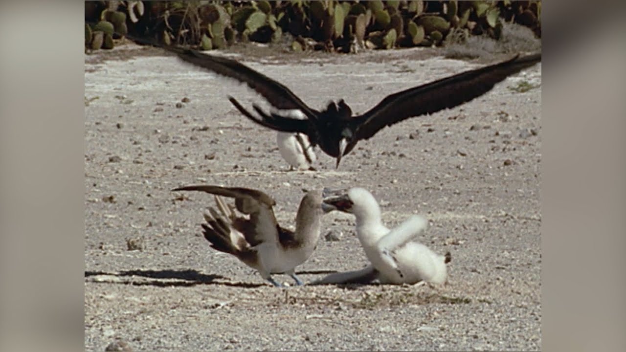 Great Frigatebird Vs Magnificent Frigatebird