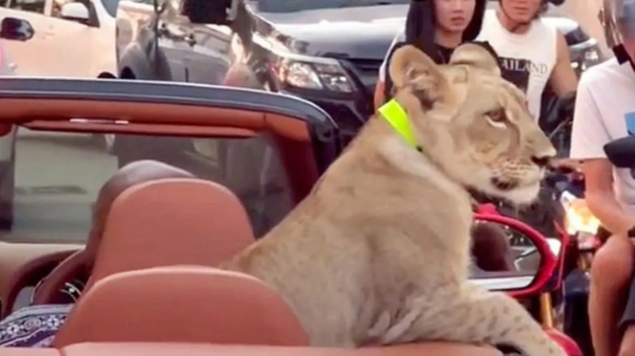 Tailandesa se hace viral por pasear a un león en un lujoso auto: Video