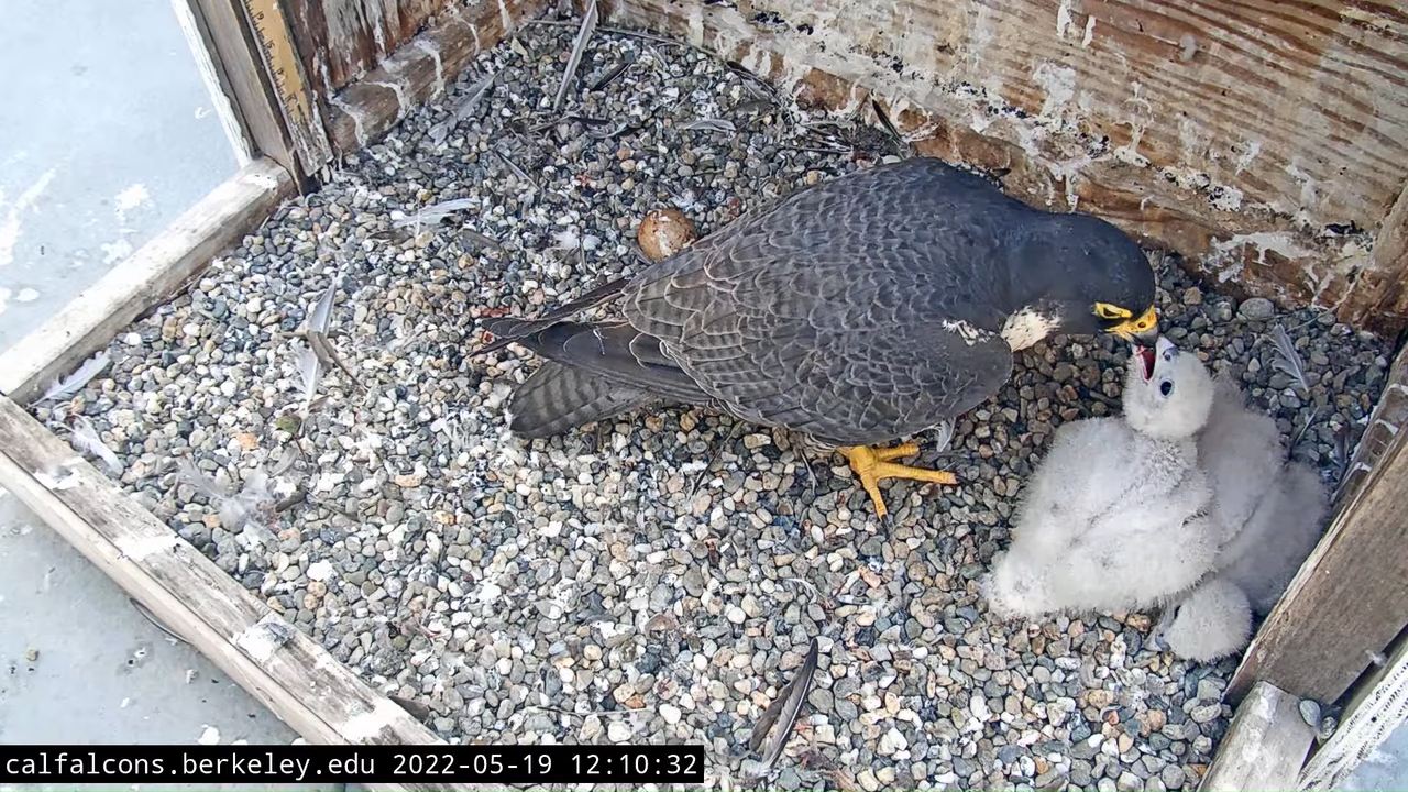 Cal Falcons Nest Cam, UC Berkeley 11-27 screenshot (1)