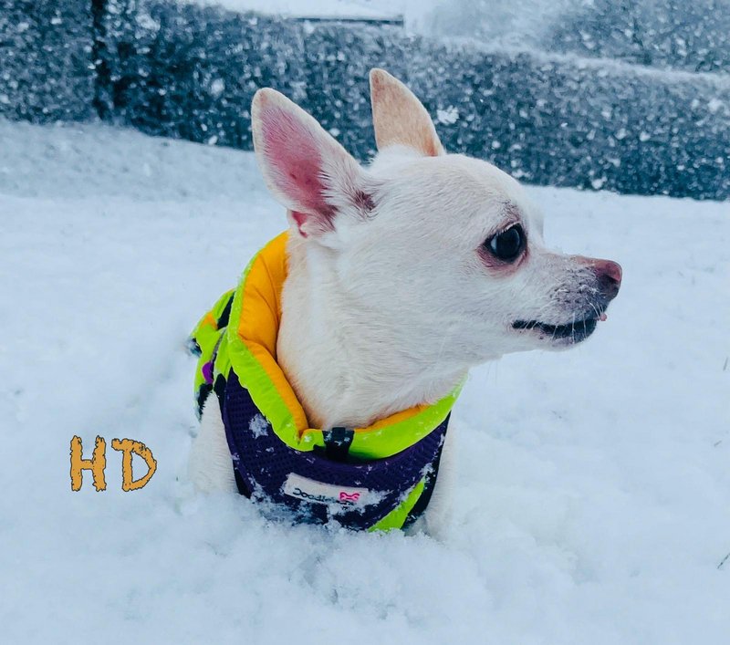 pixie-snow-jan-2021.jpg