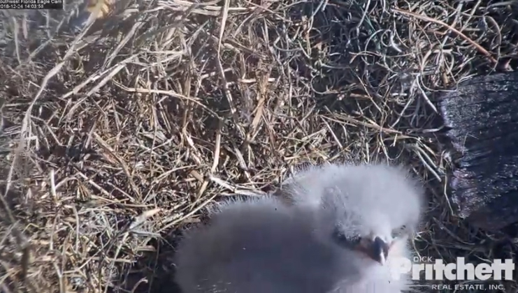 Harriet 20181224-12 copy