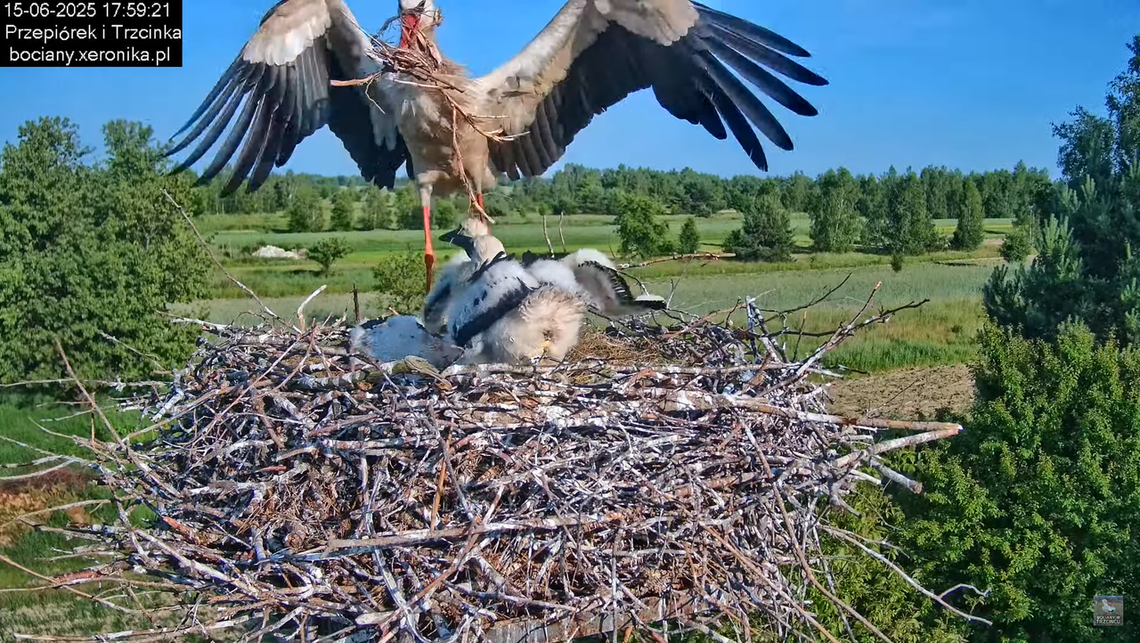 15062025bociany32