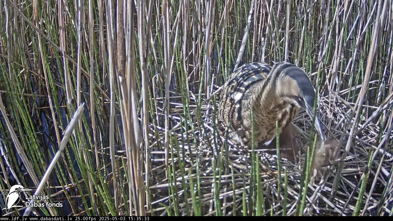 LDF Lielais dumpis (Botaurus stellaris) Zemītes pagastā 15-8-49 screenshot