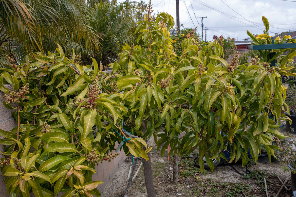 8U1A8296  Coconut Cream Mango Tree Blooming on West Side (3-25-2021)