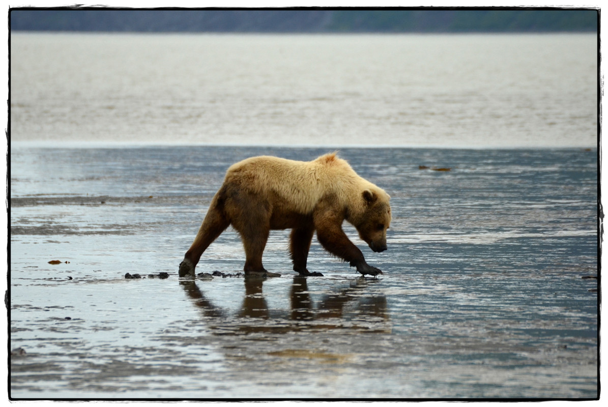 19 de junio. Osos a porrón en Lake Clark National Park - Alaska por tierra, mar y aire (18)