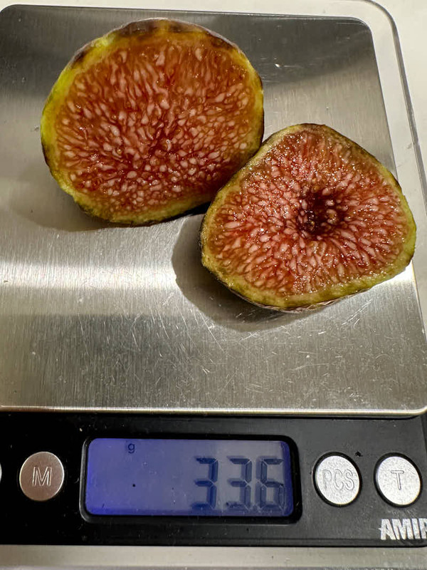 figs-873.jpg
