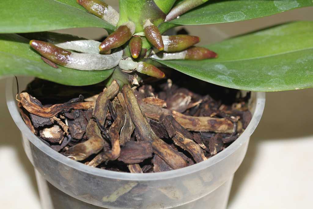 Почему возникают сухие корни у орхидей и как это предотвратить