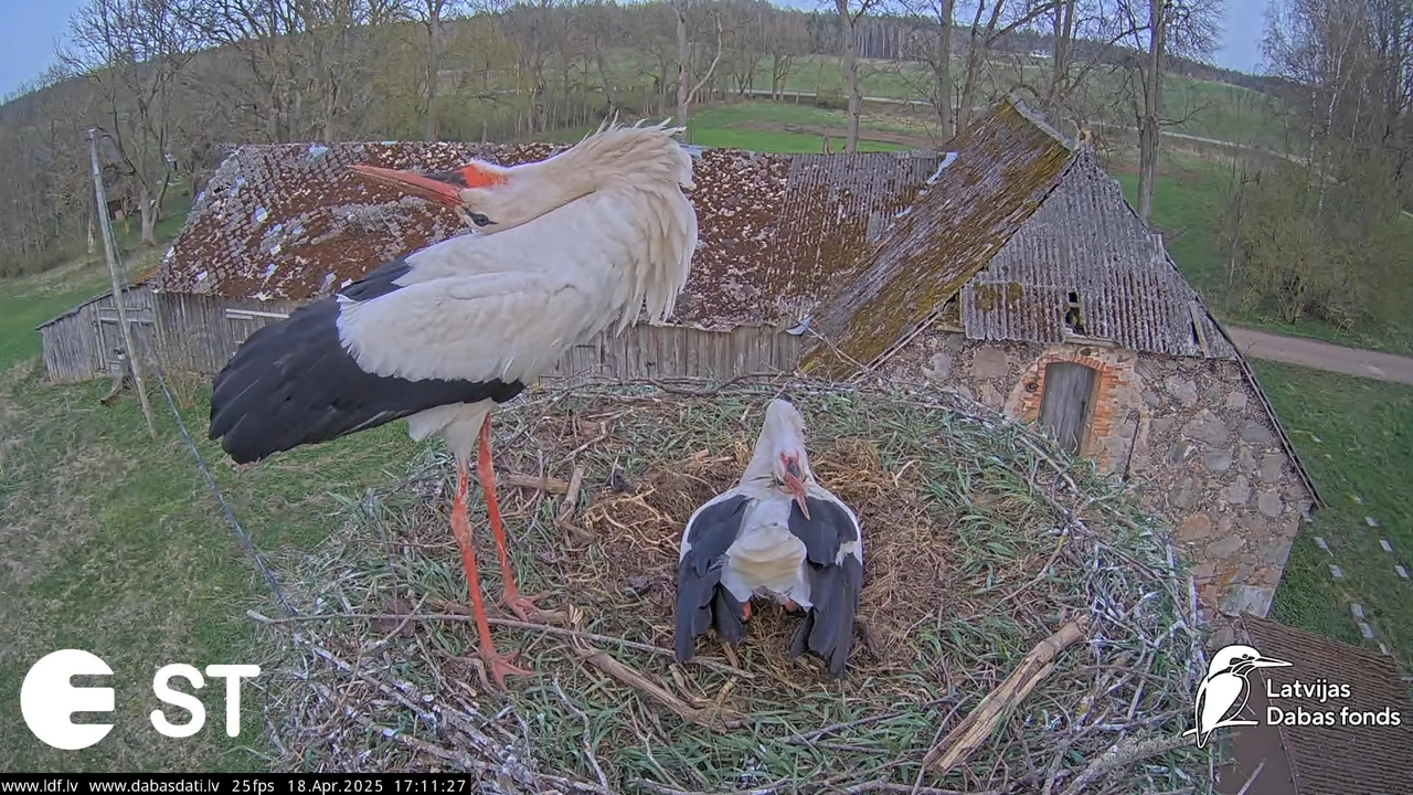 (25) Baltie stārķi (Ciconia ciconia) Tukuma novadā __ White storks in Tukums, Latvia - YouTube - 797