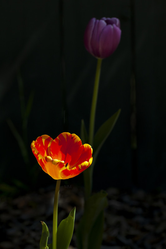 [Image: Tulip-1mm.jpg]