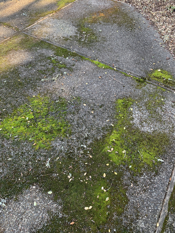 Outdoor concrete turning black (algae?) Page 2 Early Retirement