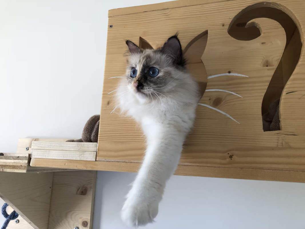 https://i.postimg.cc/GpMDwNhz/chats1.jpg
