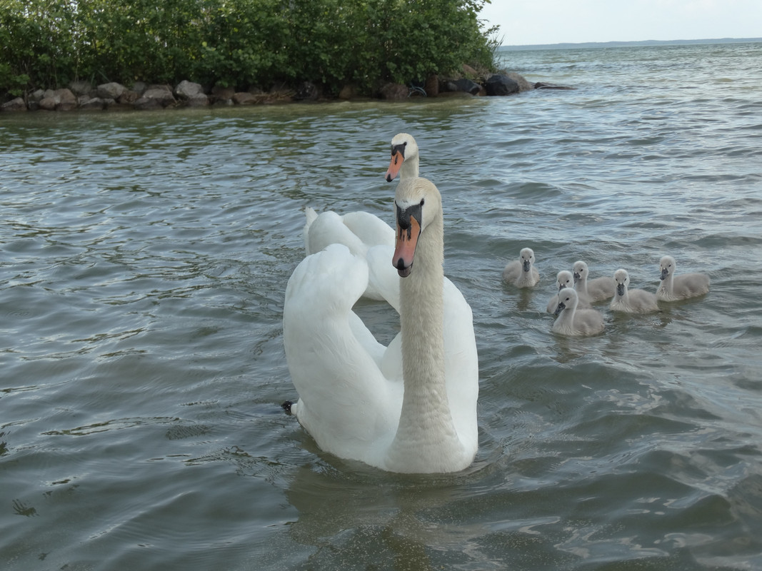 13 - DSC03779 (Czesio1)