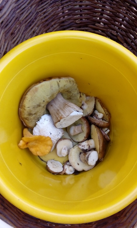 06_10_18_грибы_3