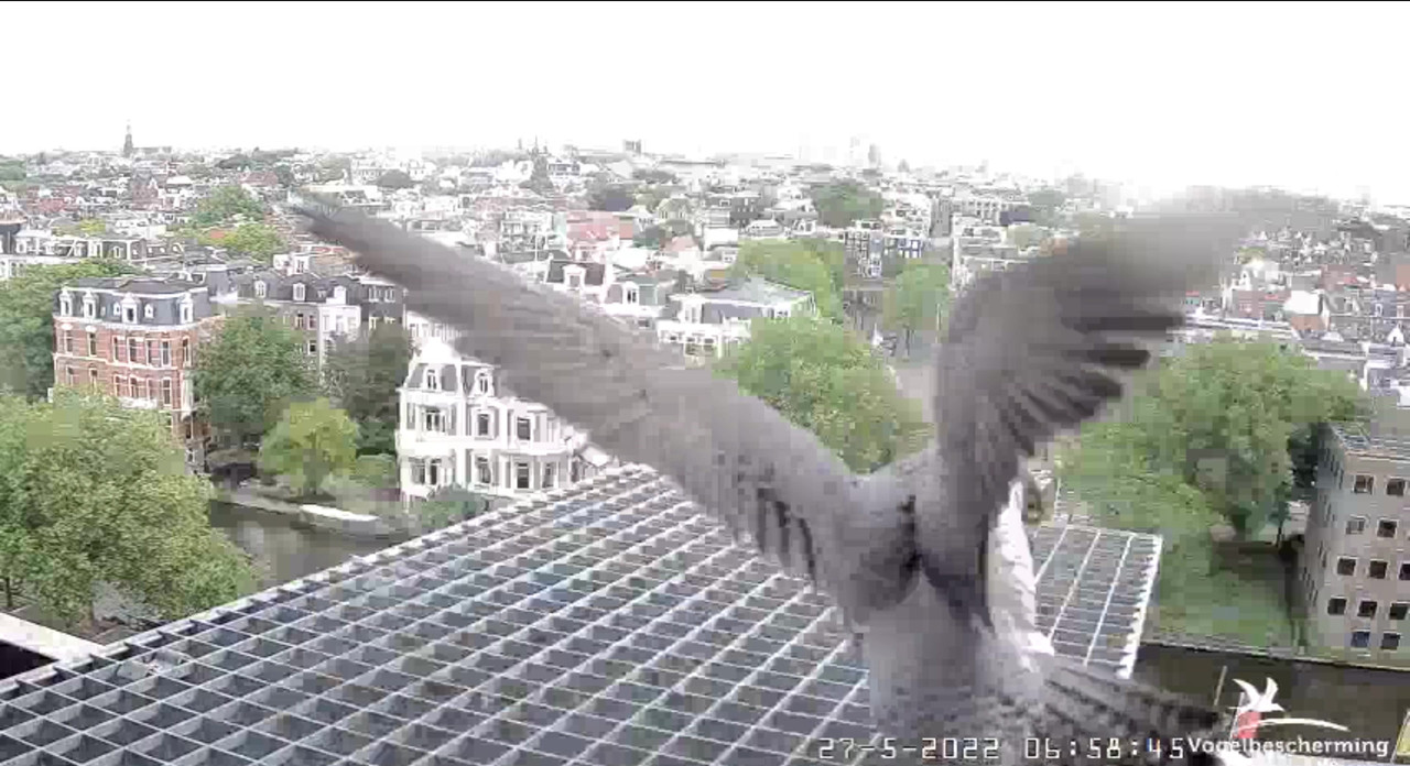 Amsterdam/Rijksmuseum screenshots © Beleef de Lente/Vogelbescherming Nederland - Pagina 9 Video-2022-05-27-065948-Moment-3