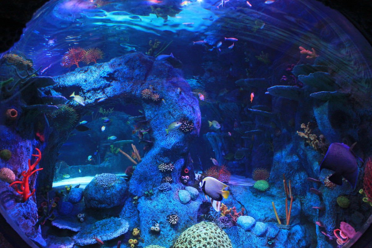 Aquarium di SEA LIFE Malaysia