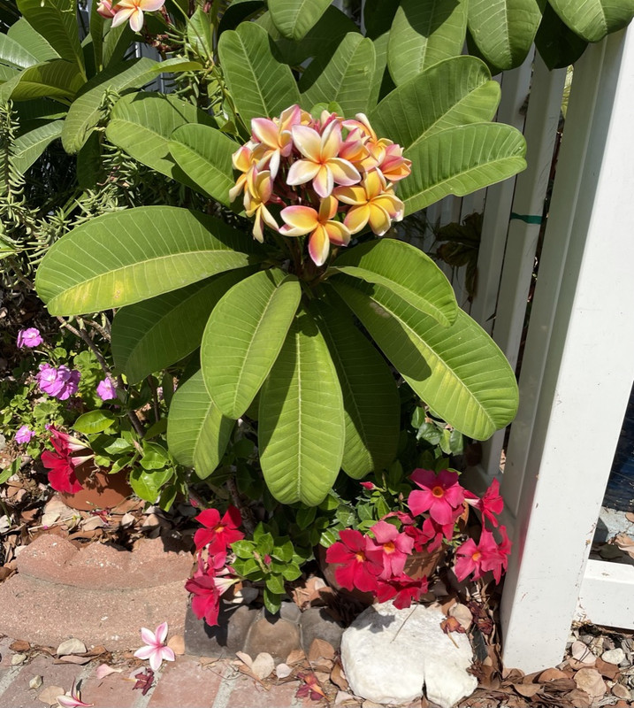 4336FCAB-0292-4C3E-AAB7-DCFEC26E5D9F_1_105_c