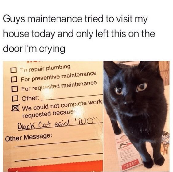 Cat Humor #7