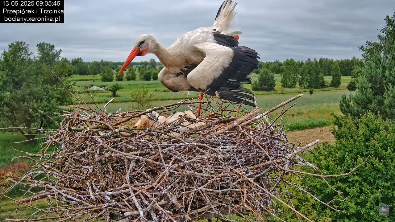 13062025bociany23