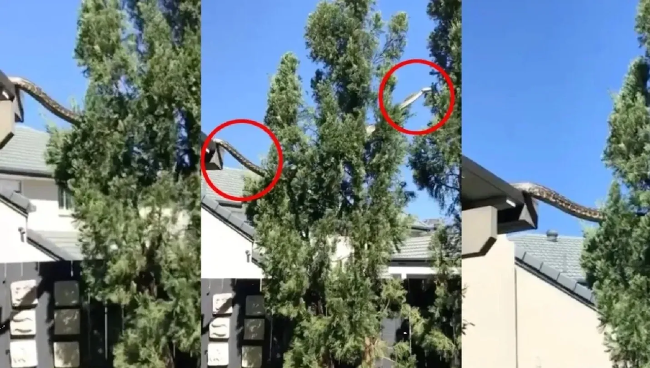¡Pitón se apodera del techo de una casa! Dueños temen morir: video viral