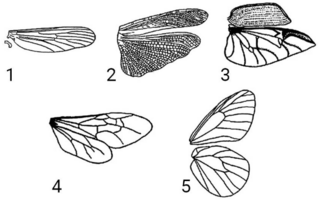 Строение крыла шмеля. Бабочка ленточник Тополевый рисунок для детей карандашом.