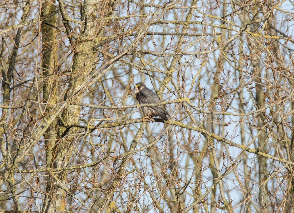 Foto - Foto's van Dennie. 2020 Sv1102a