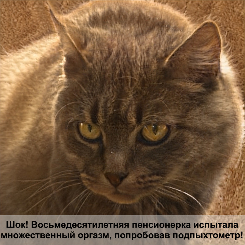 домик для кошки своими руками мастер класс