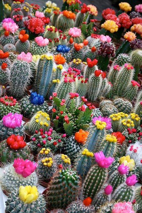 multicactus.jpg