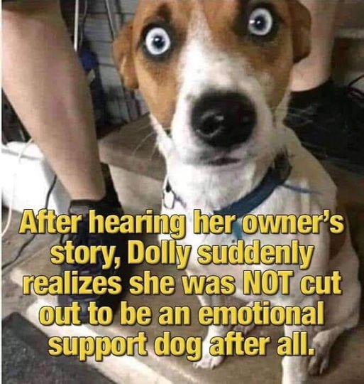 therapydog.jpg