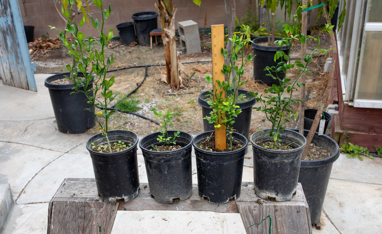 8U1A1119  Flying Dragon Citrus Seedling Plants in #1 Pots (5-16-24)
