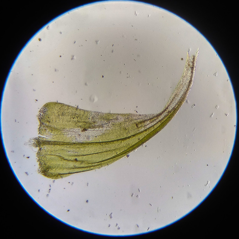 IMG 20250614 122558 HDR