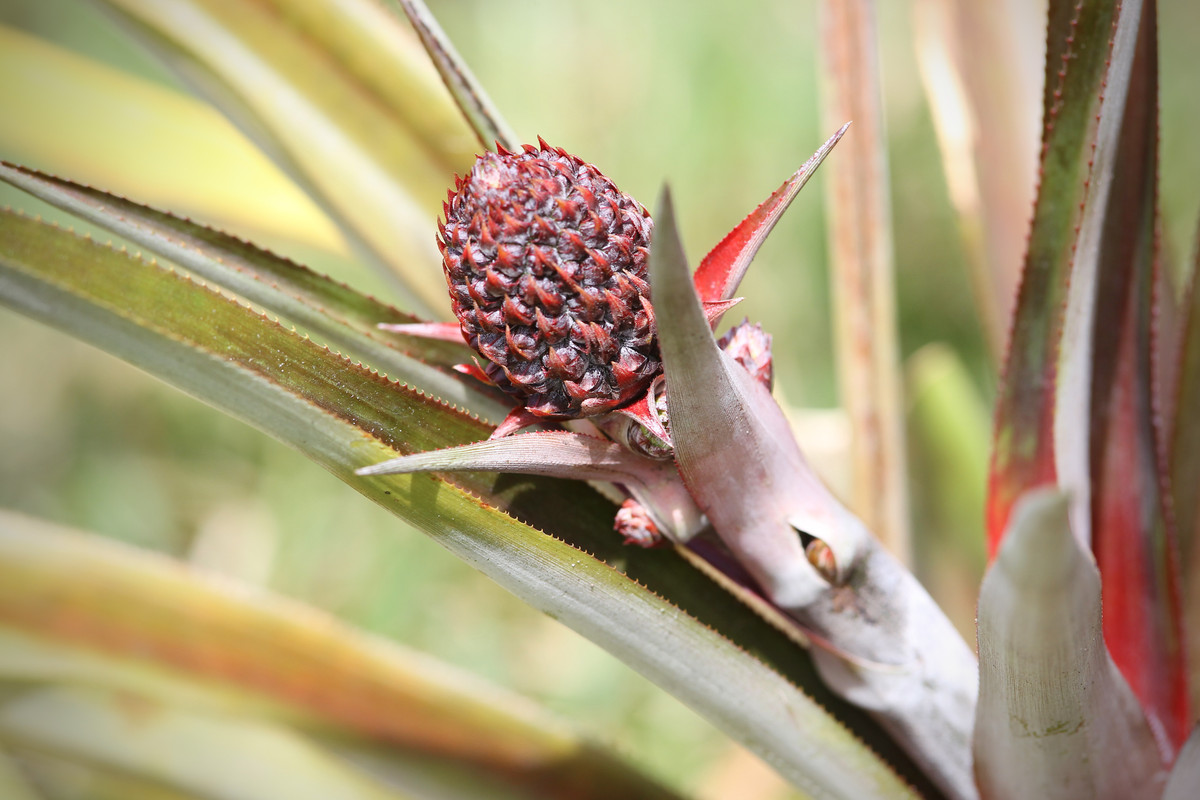 5342F8B8-5377-4937-8886-BDD5021A1DA0_1_201_a