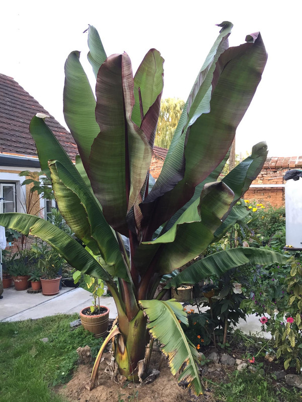 Ensete ventricosum (vč. maurellii) - Stránka 12 71112103-465552164175163-7763015055213330432-n