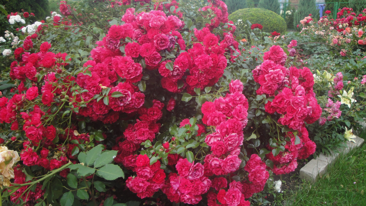 DSC08820