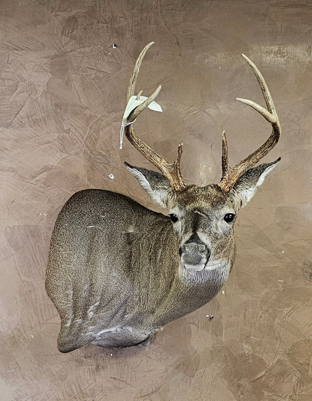 Screenshot_20241217_153903_Gallery