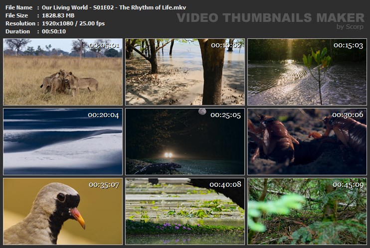 Our Living World - S01E02 - The Rhythm of Life.mkv