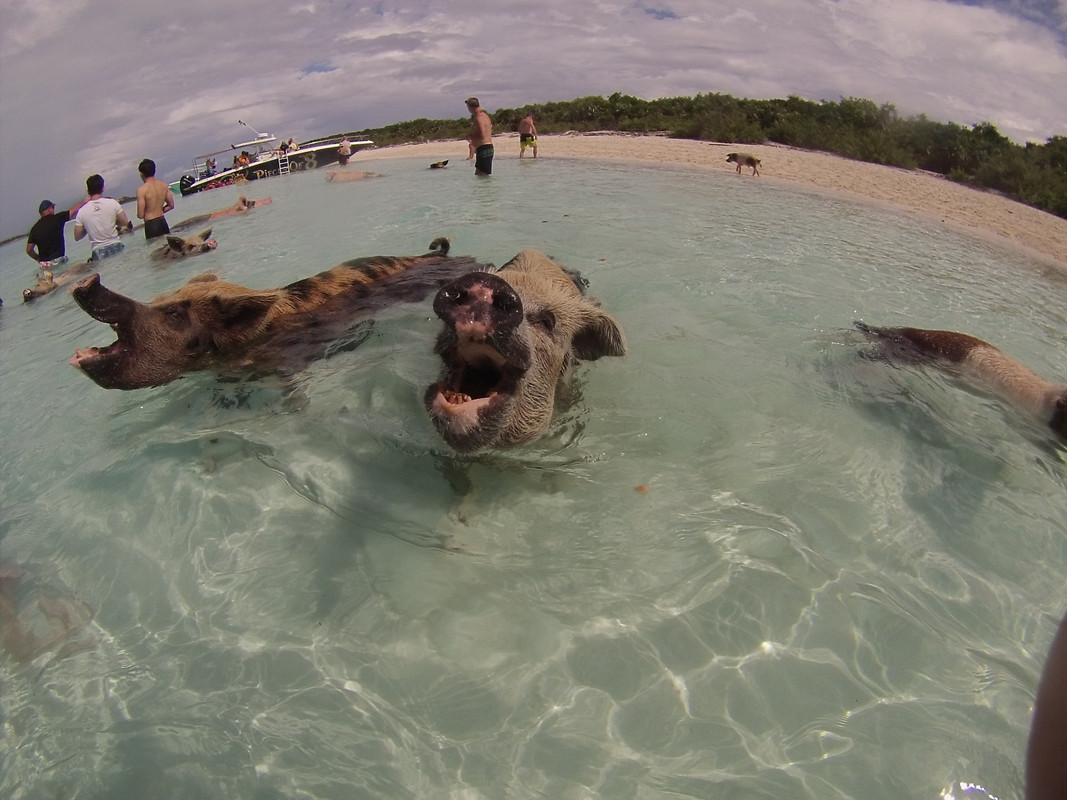 coco cay pig excursion