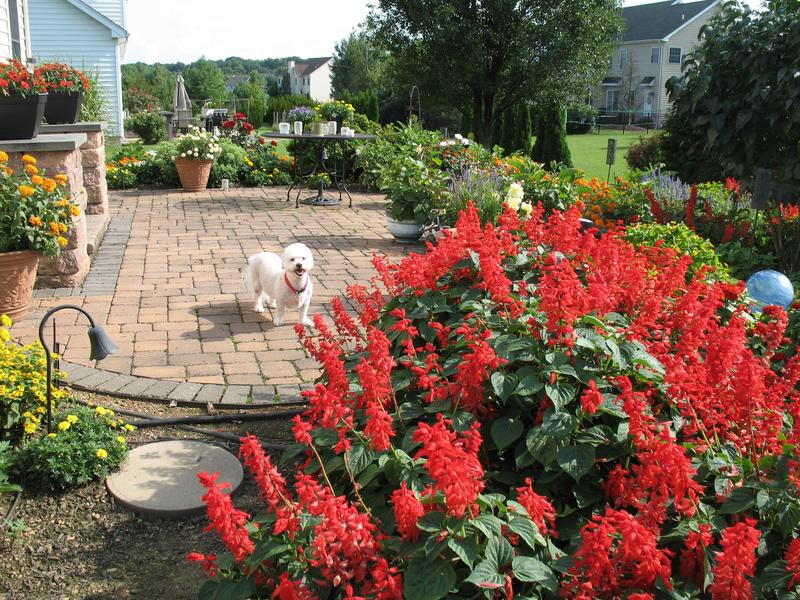 Lawn and Gardens 08.12.2018  (15)