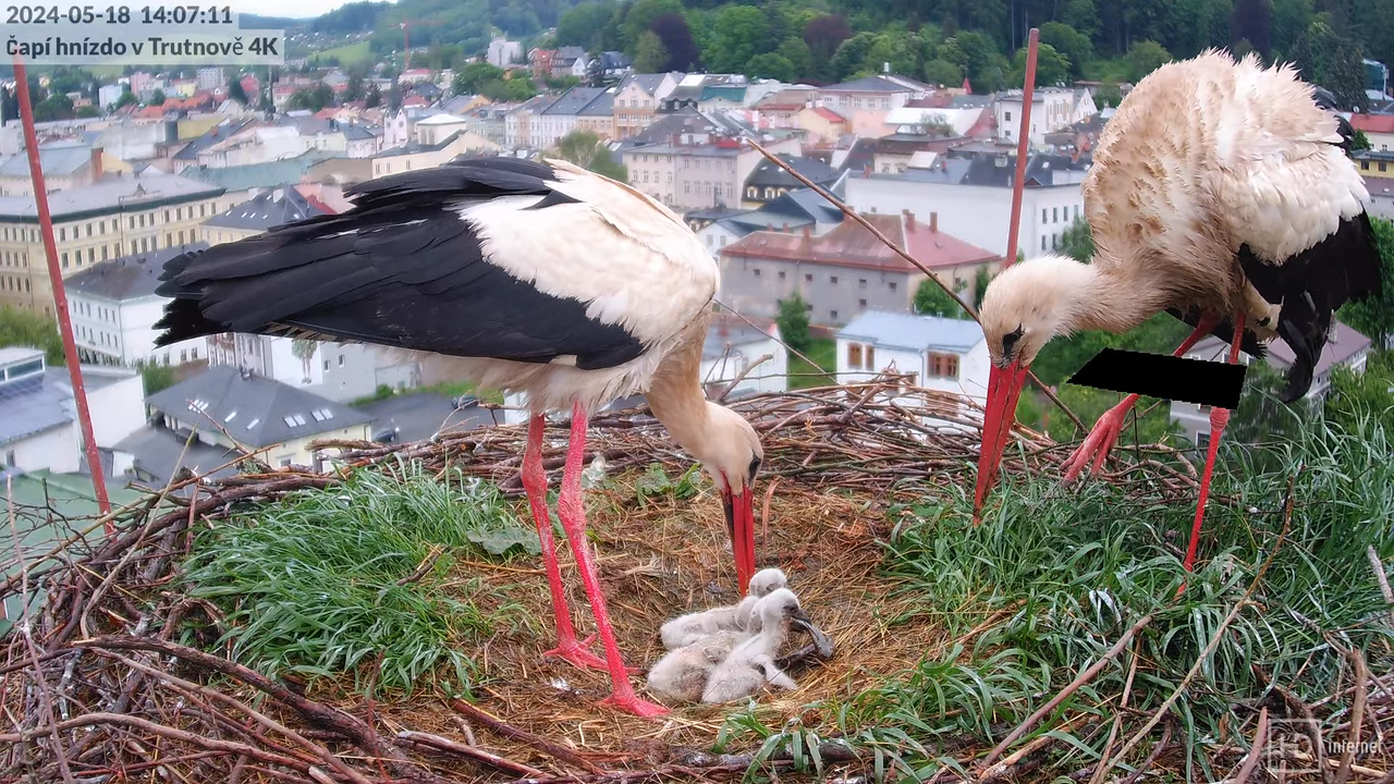 Živě z čapího hnízda na pivovarském komíně v Trutnově 2-45-23 screenshot