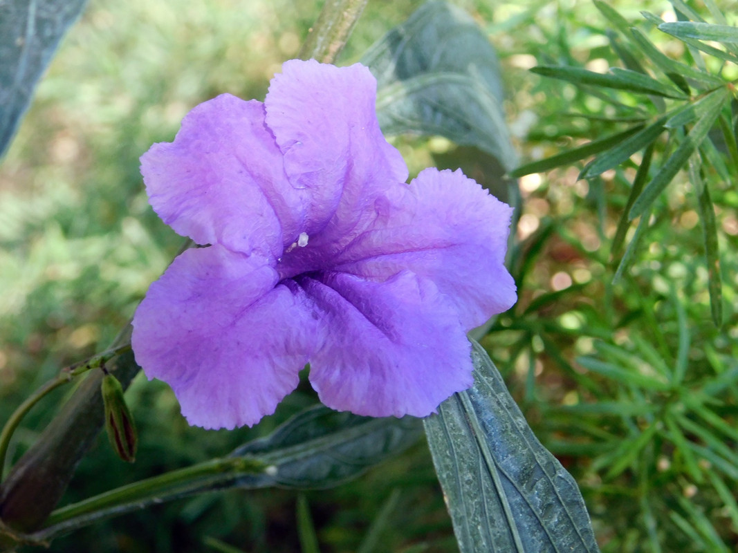 DSCN5658.jpg