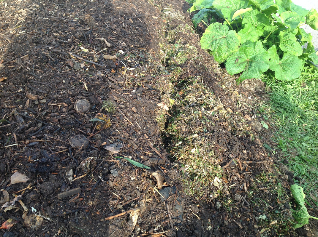 Kompostmiete Aus Drei mach Eins 3.Okt. 2015 (16)