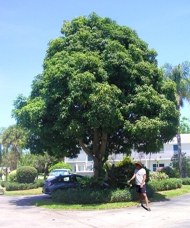 mother_mango_tree