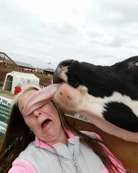 [Image: Cow-t.jpg]