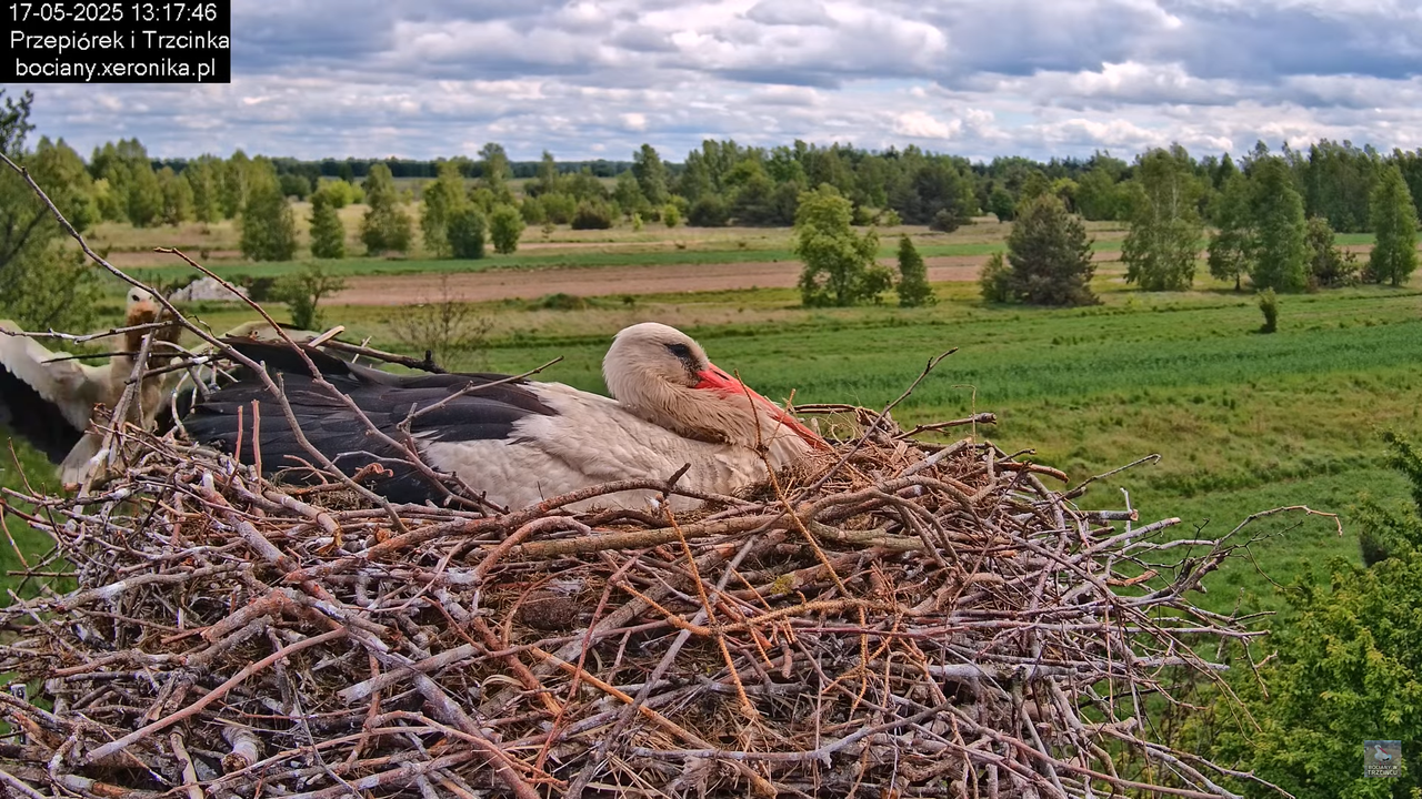17052025bociany29