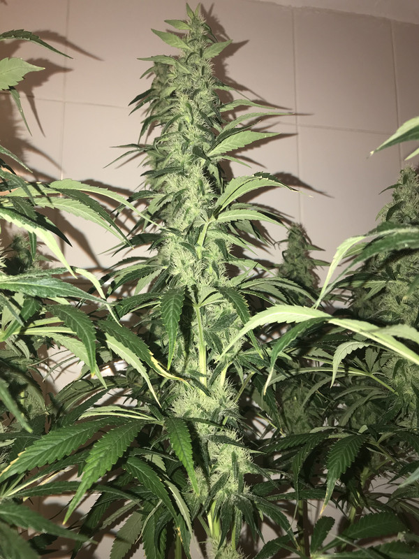 316B6316-69C5-4C28-AAAE-64E8ED7CF24B