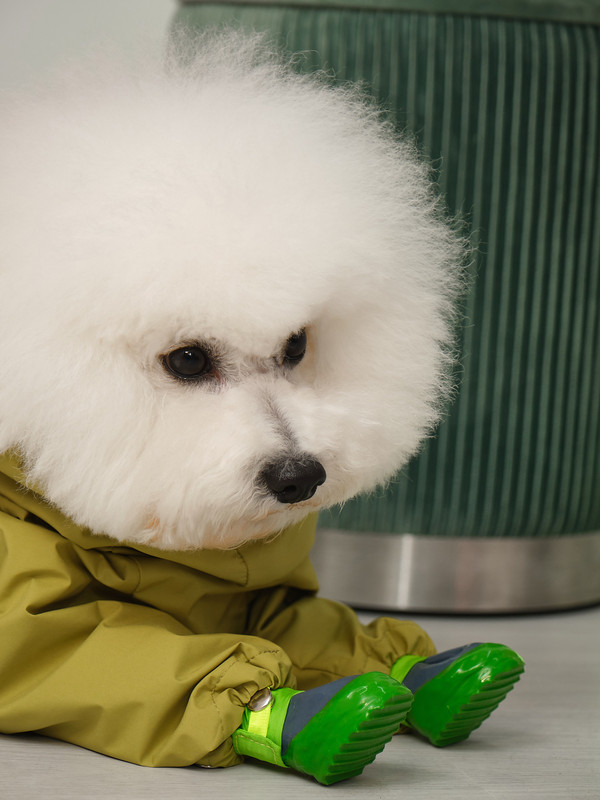 Собака в желтом комбинезоне