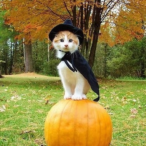 Kitten dressed as a witch sitting on a pumpkin album cover