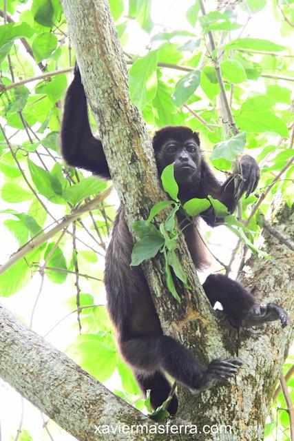 Costa Rica con niños. Julio-Agosto 2018 - Blogs de Costa Rica - Monteverde-Volcán Tenorio (Río Celeste)-Brasilito (Conchal) (8)