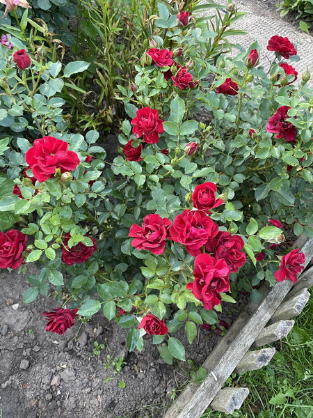 https://i.postimg.cc/Gpd2dttQ/IMG-2520.jpg