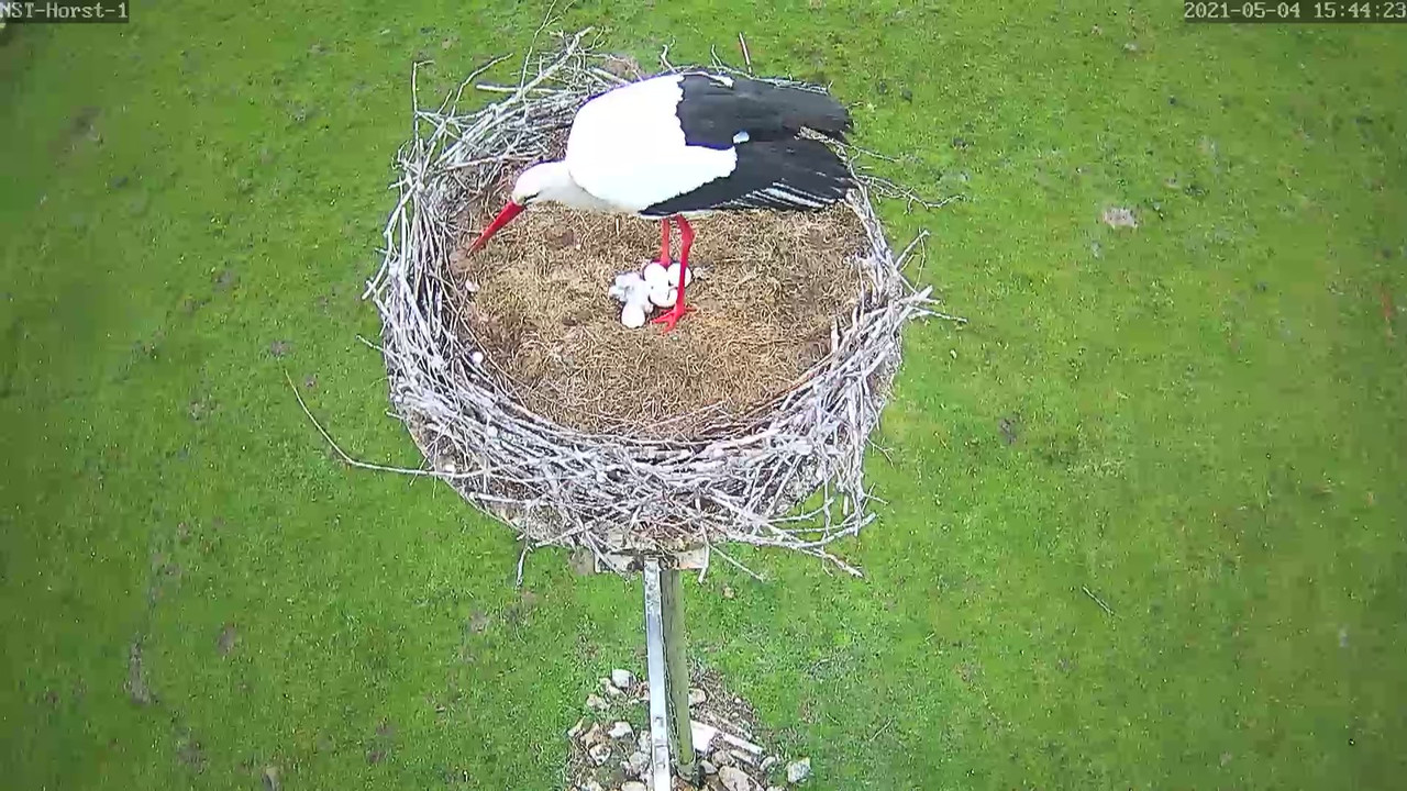 2021-05-04-1544-Küken