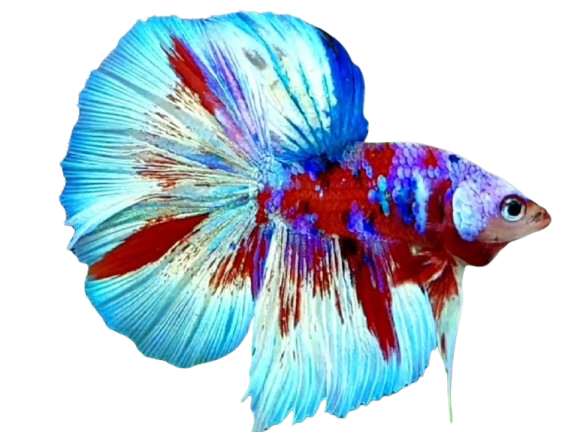 Areon's Image